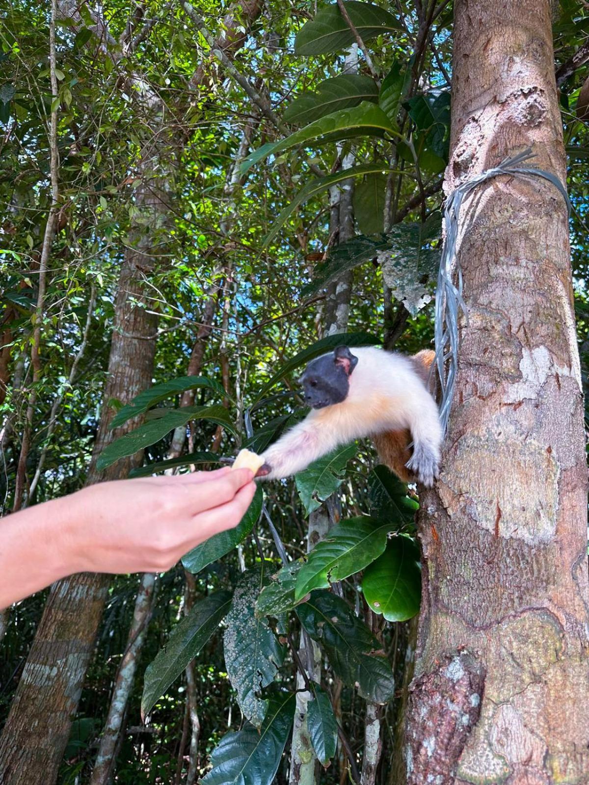 Floresta Zen - Pousada Xamanica Manaus Buitenkant foto