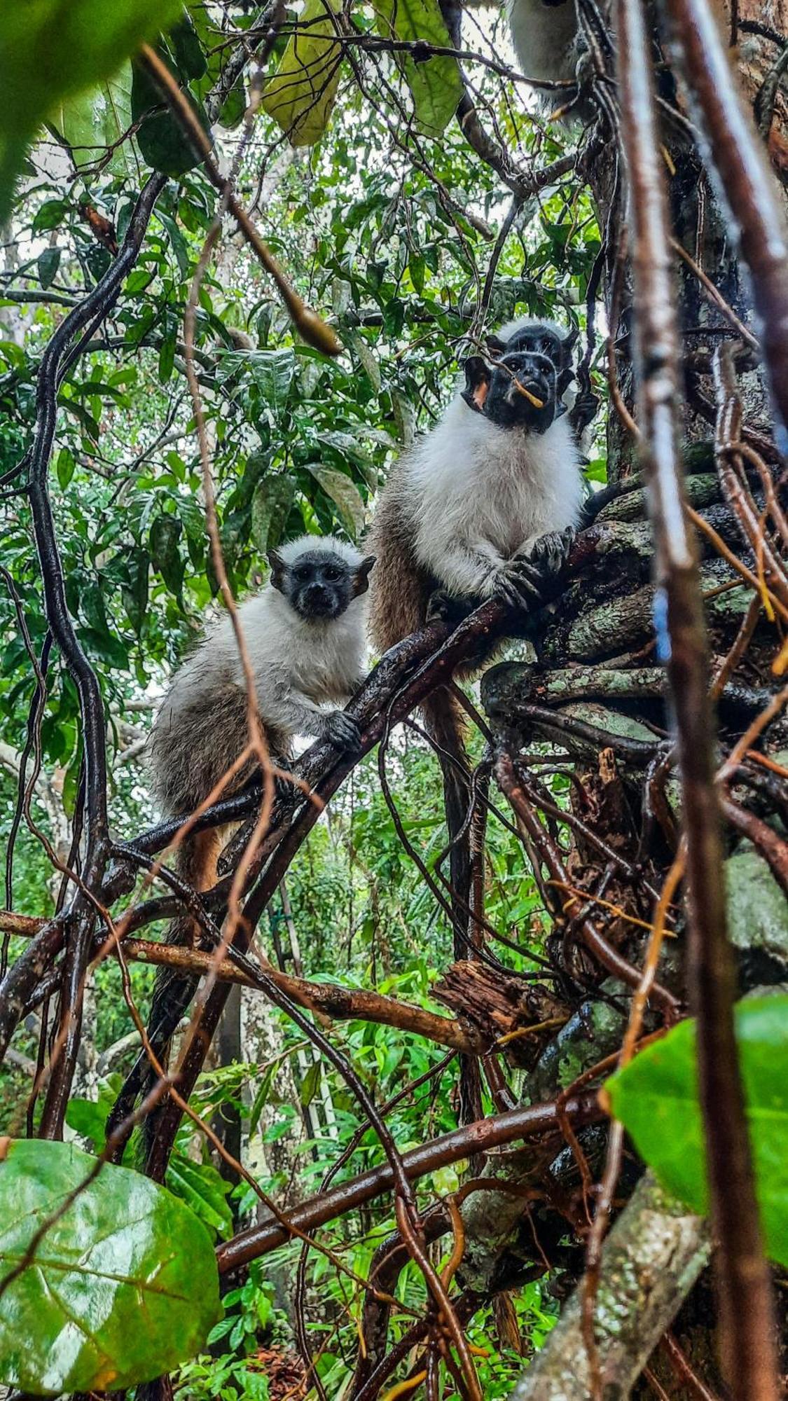 Floresta Zen - Pousada Xamanica Manaus Kamer foto